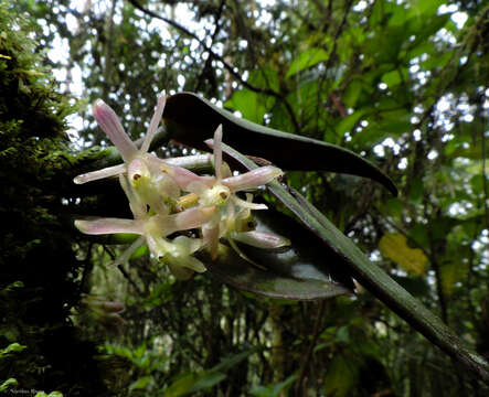 Image of Epidendrum jajense Rchb. fil.