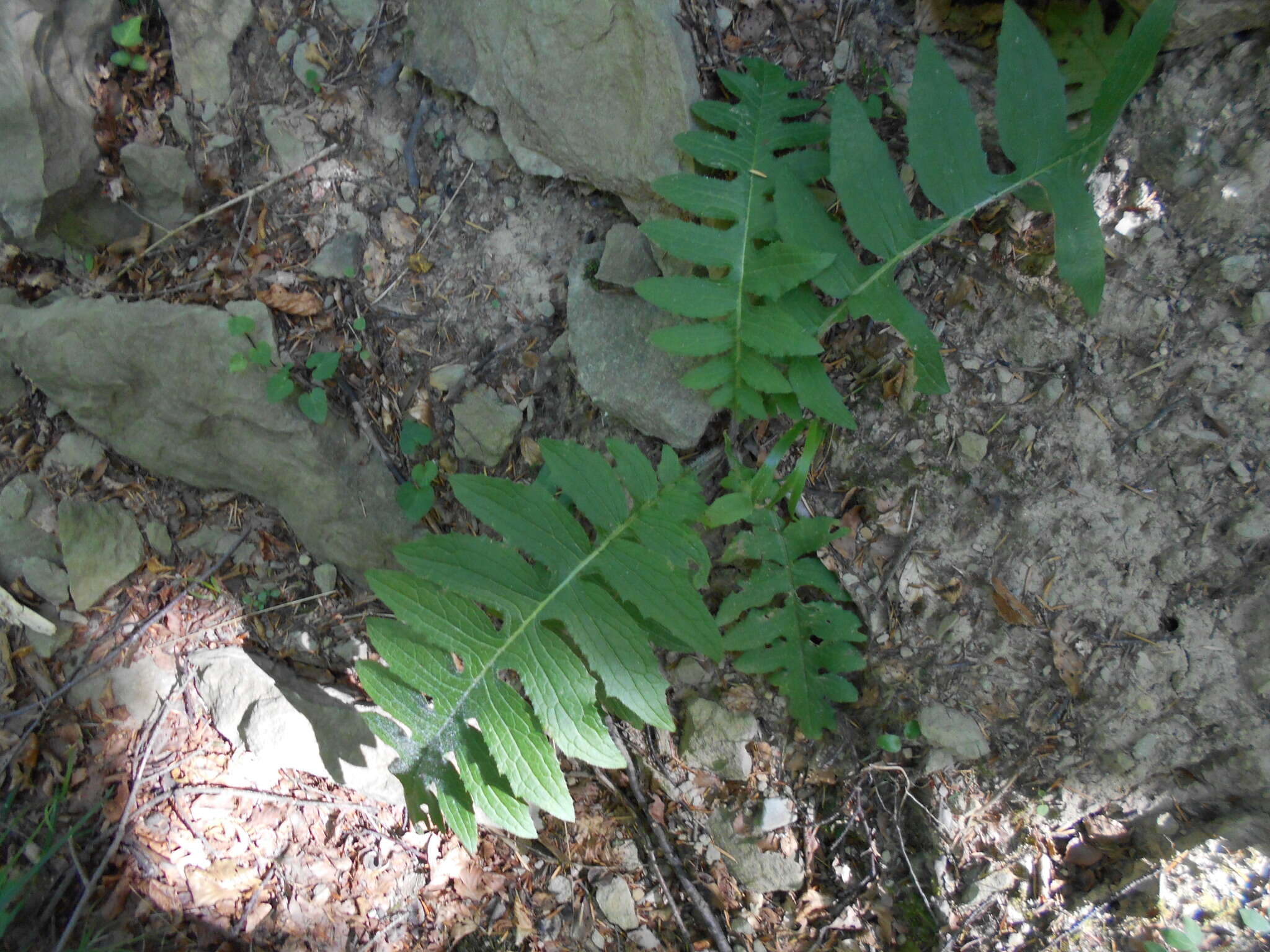 Image of Cirsium erisithales (Jacq.) Scop.