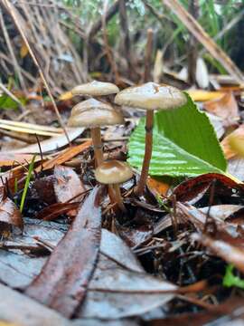 Image de Psilocybe stuntzii Guzmán & J. Ott 1977