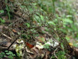 Image of Sceptridium biforme Lyon