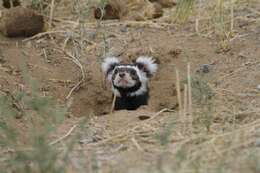 Image of Marbled Polecat