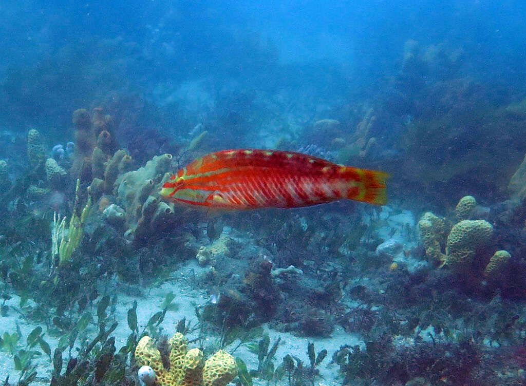 Image of Gunther's wrasse