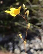 Sivun Utricularia nervosa G. Weber ex Benj. kuva