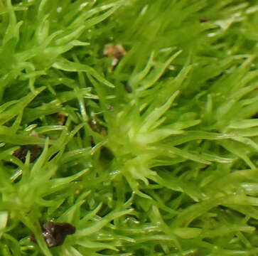 Image of Leucobryum acutifolium Cardot 1904