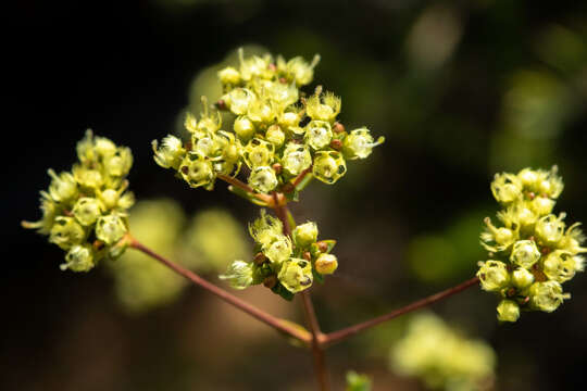 Image of Verticordia densiflora var. stelluligera (Meissner) A. S. George