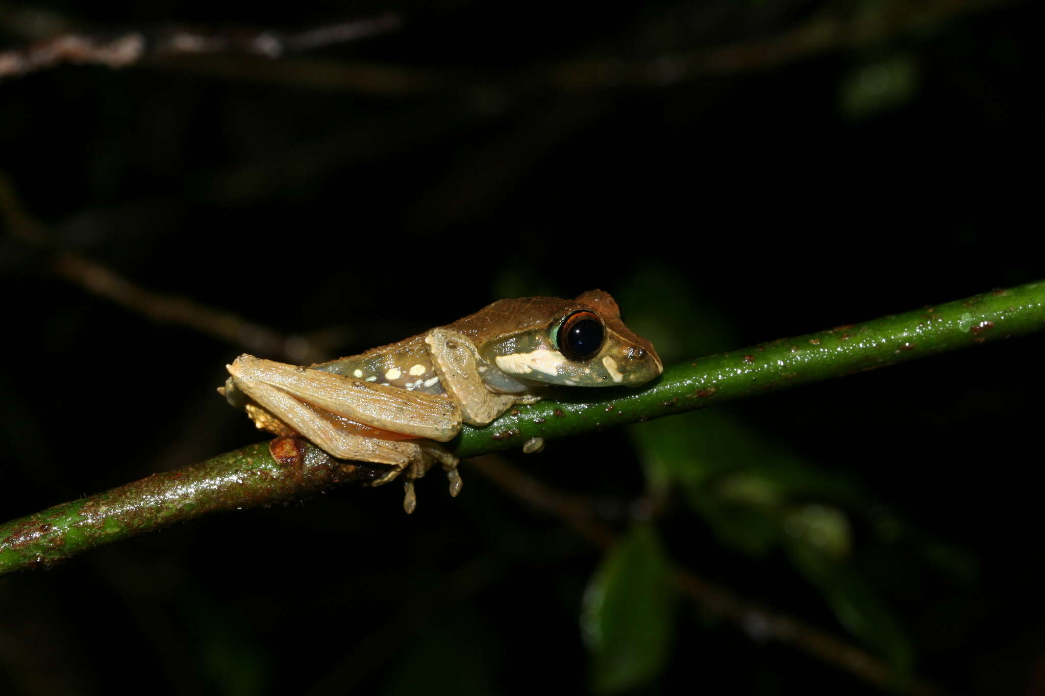 Image of Reticulate Bright-eyed Frog