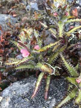 Imagem de Pedicularis hirsuta L.