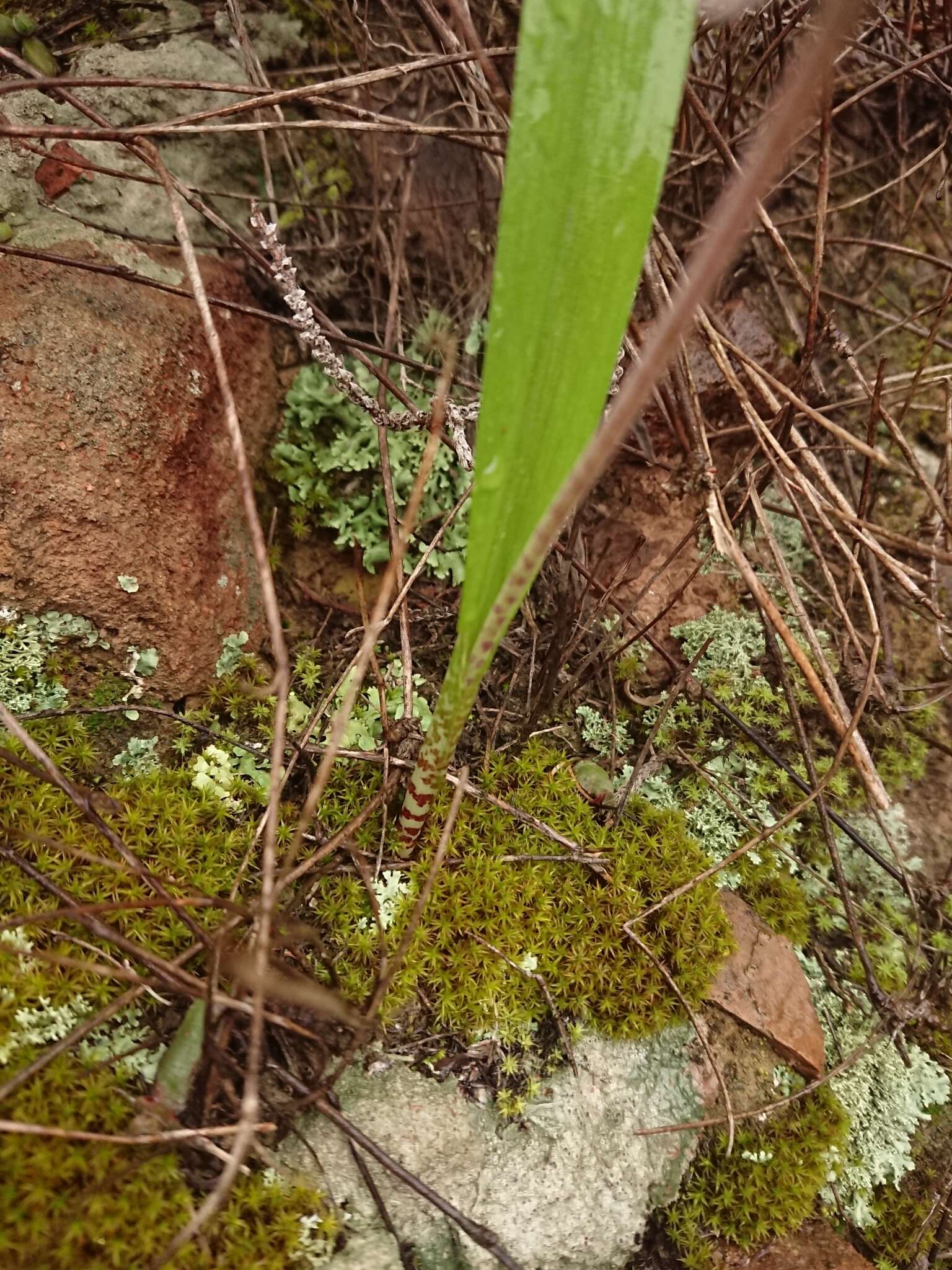 Image of Lachenalia bolusii W. F. Barker