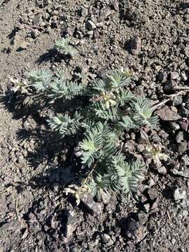 Image of Cotton's milkvetch