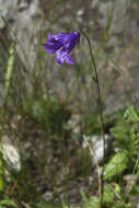 Image of Campanula collina Sims