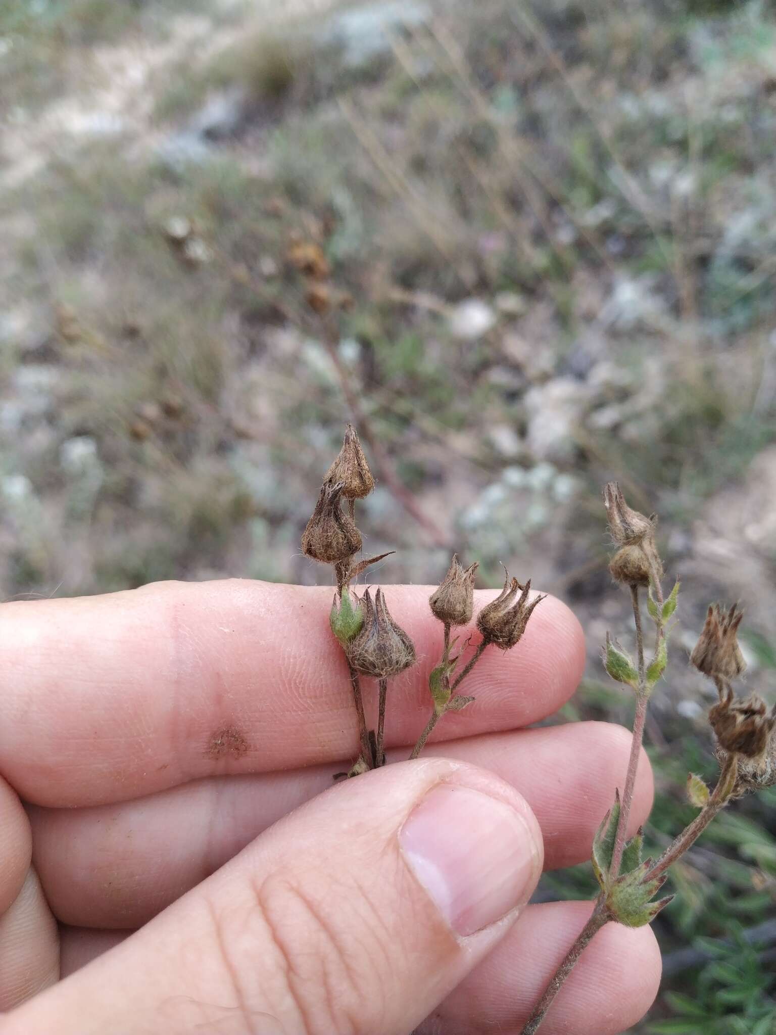 Image of Potentilla astracanica subsp. callieri (Th. Wolf) J. Soják