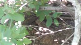 Image of Texas Horned Lizard