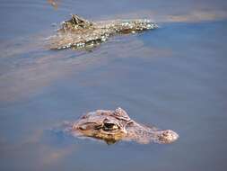 Image of Common caiman