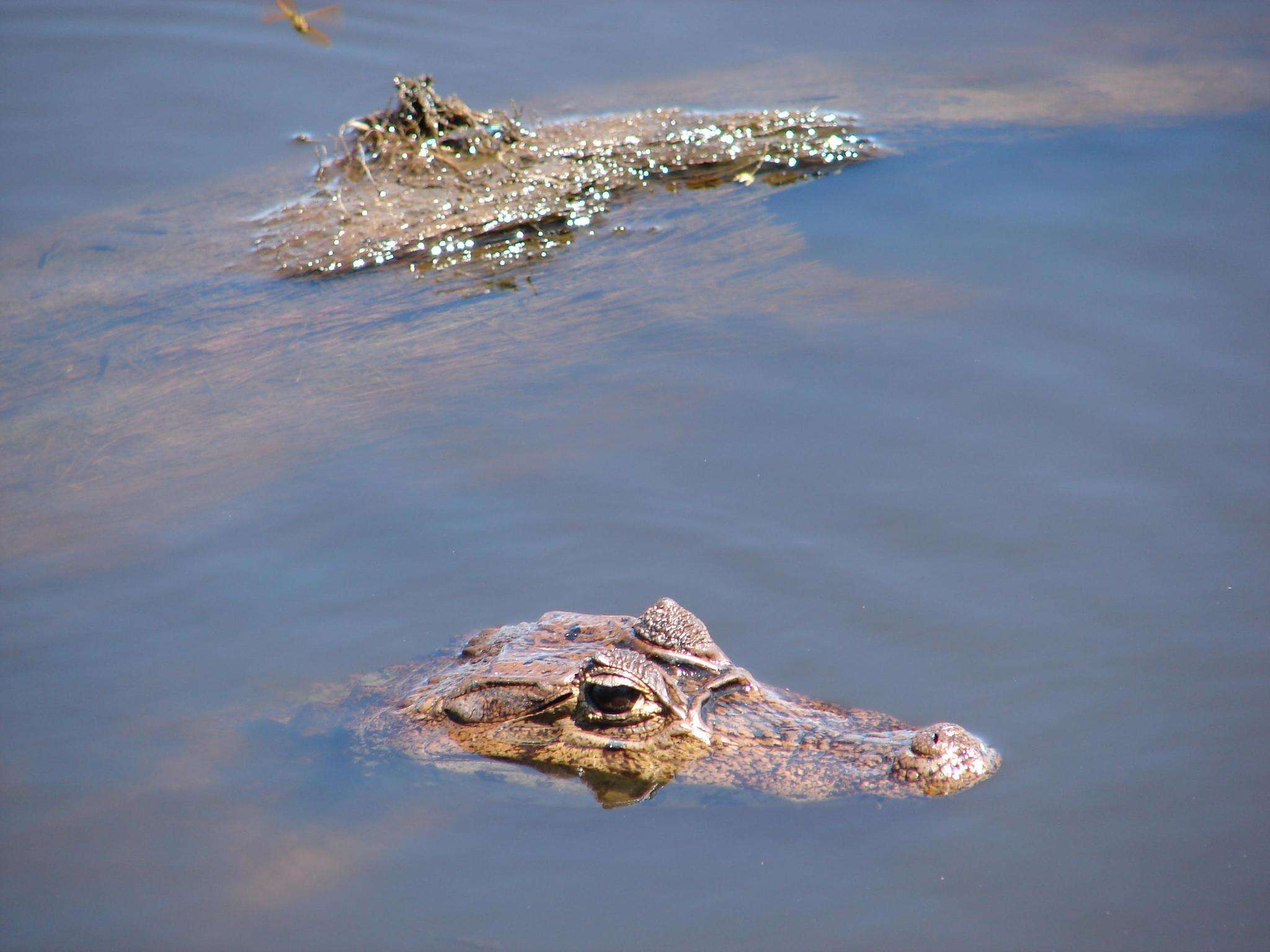 Image of Common caiman