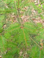 Image of Abies durangensis var. coahuilensis (I. M. Johnst.) Martínez