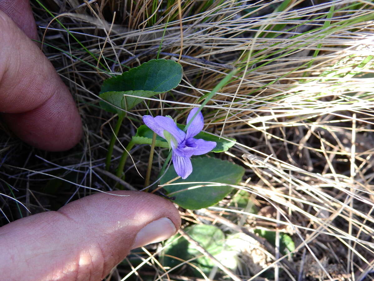 Image of Viola metajaponica Nakai