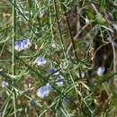 Psoralea angustifolia resmi