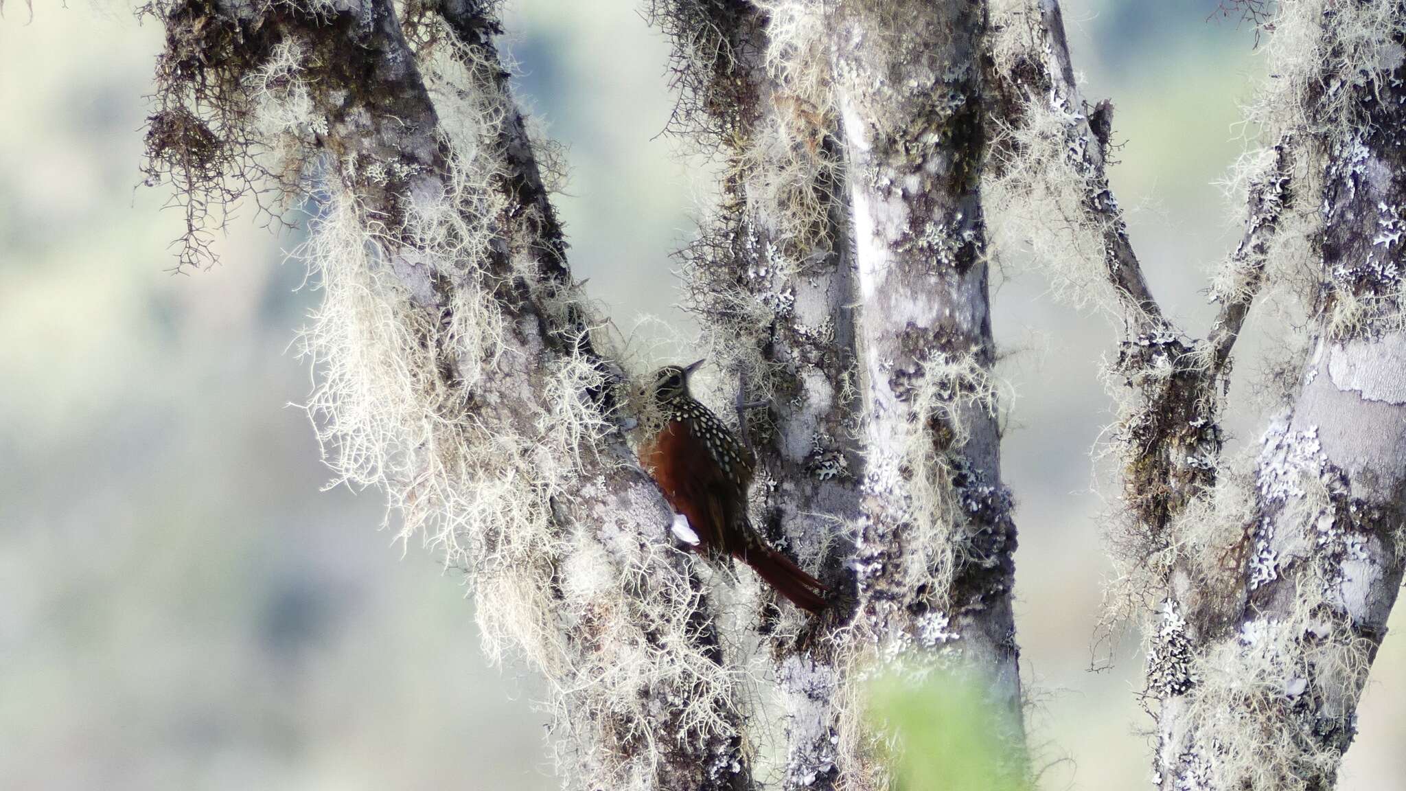 Image of Pearled Treerunner