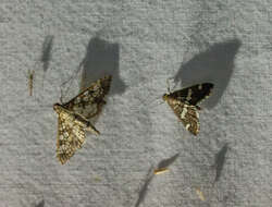 Image of Assembly Moth