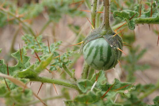 Image of Solanum adenophorum F. Müll.