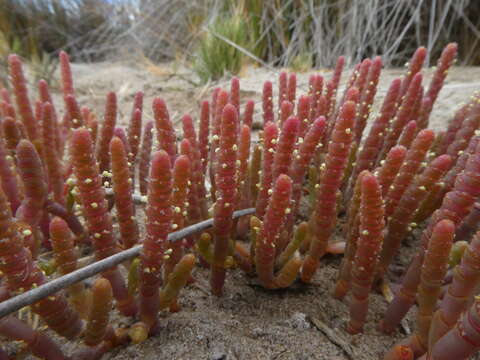 Image of Salicornia natalensis Bunge ex Ung.-Sternb.