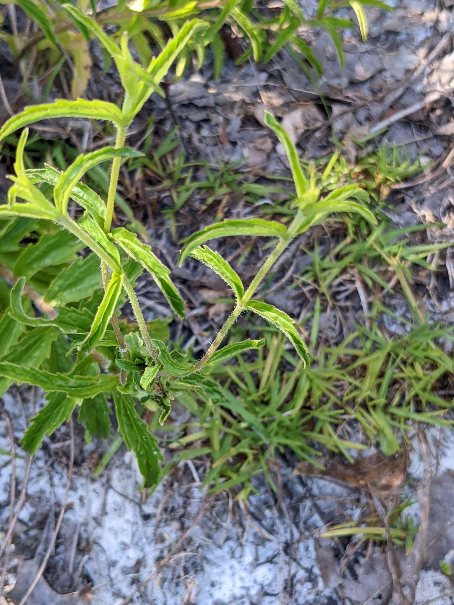 Image of Eupatorium petaloideum Britt.