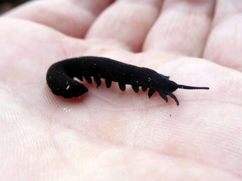 Image of Tallaganda velvet worm