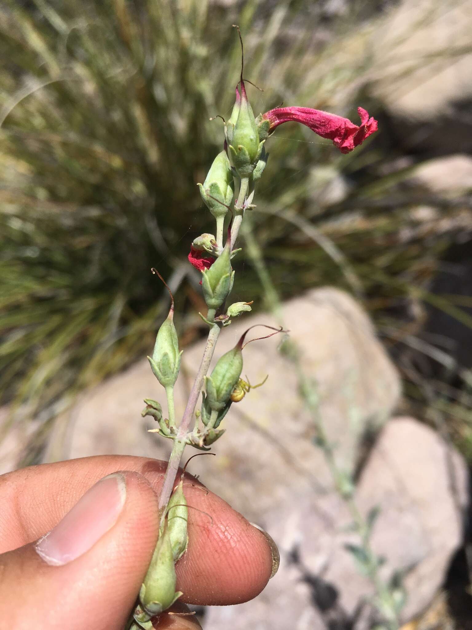 Image de Penstemon superbus A. Nels.