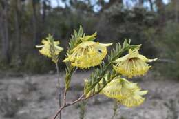 صورة Pimelea suaveolens Meissn.