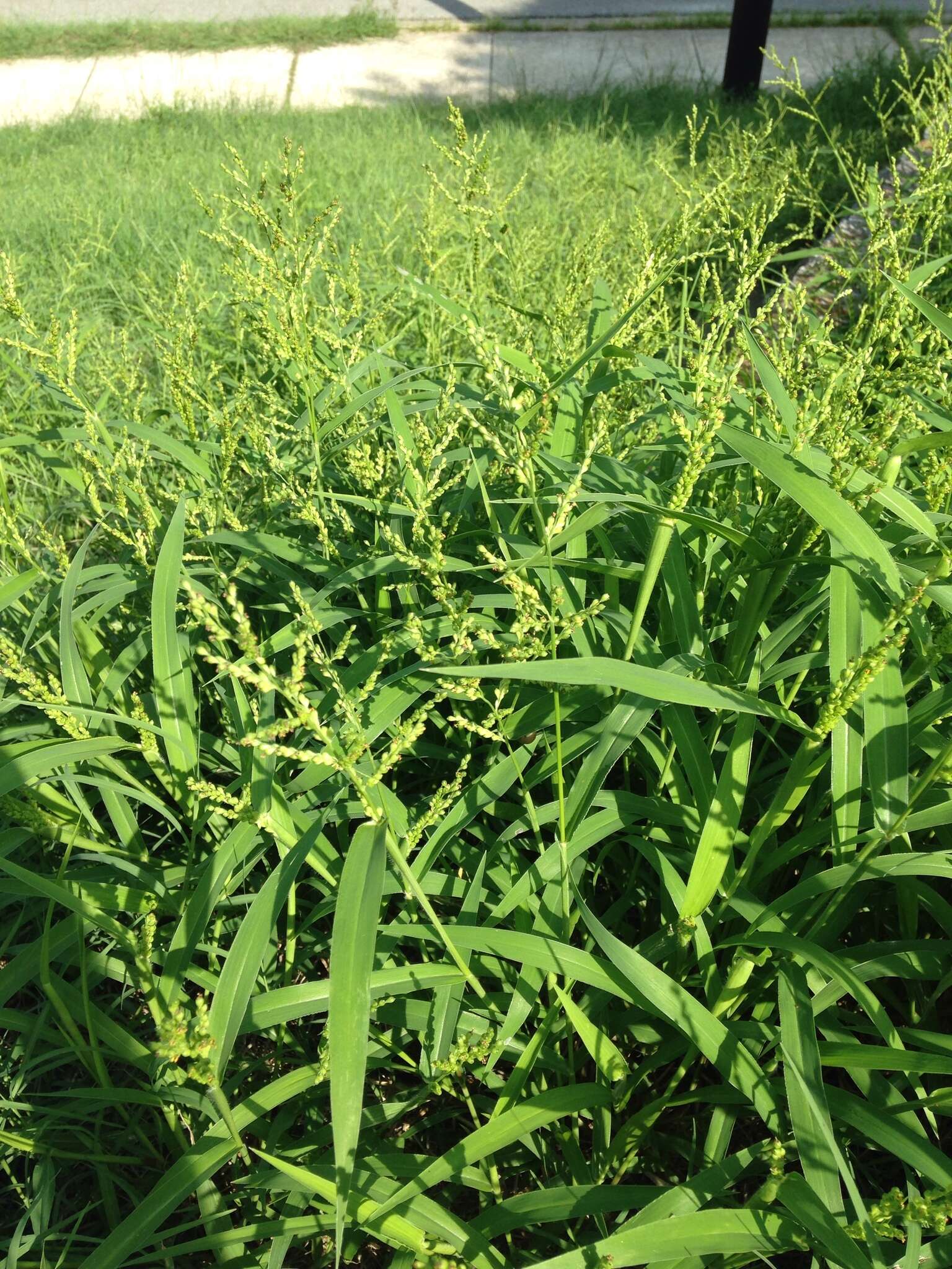 Image of Brown-Top Liverseed Grass