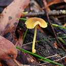 Image of Pluteus hubregtseorum G. M. Gates, Ševčíková & Borovička