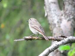 Image of Blue-capped Redstart