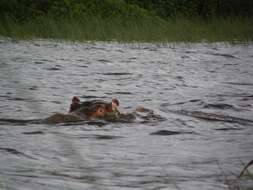 Hippopotamus Linnaeus 1758 resmi