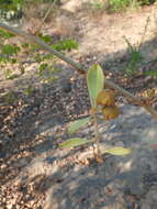 Capparis zeylanica L. resmi