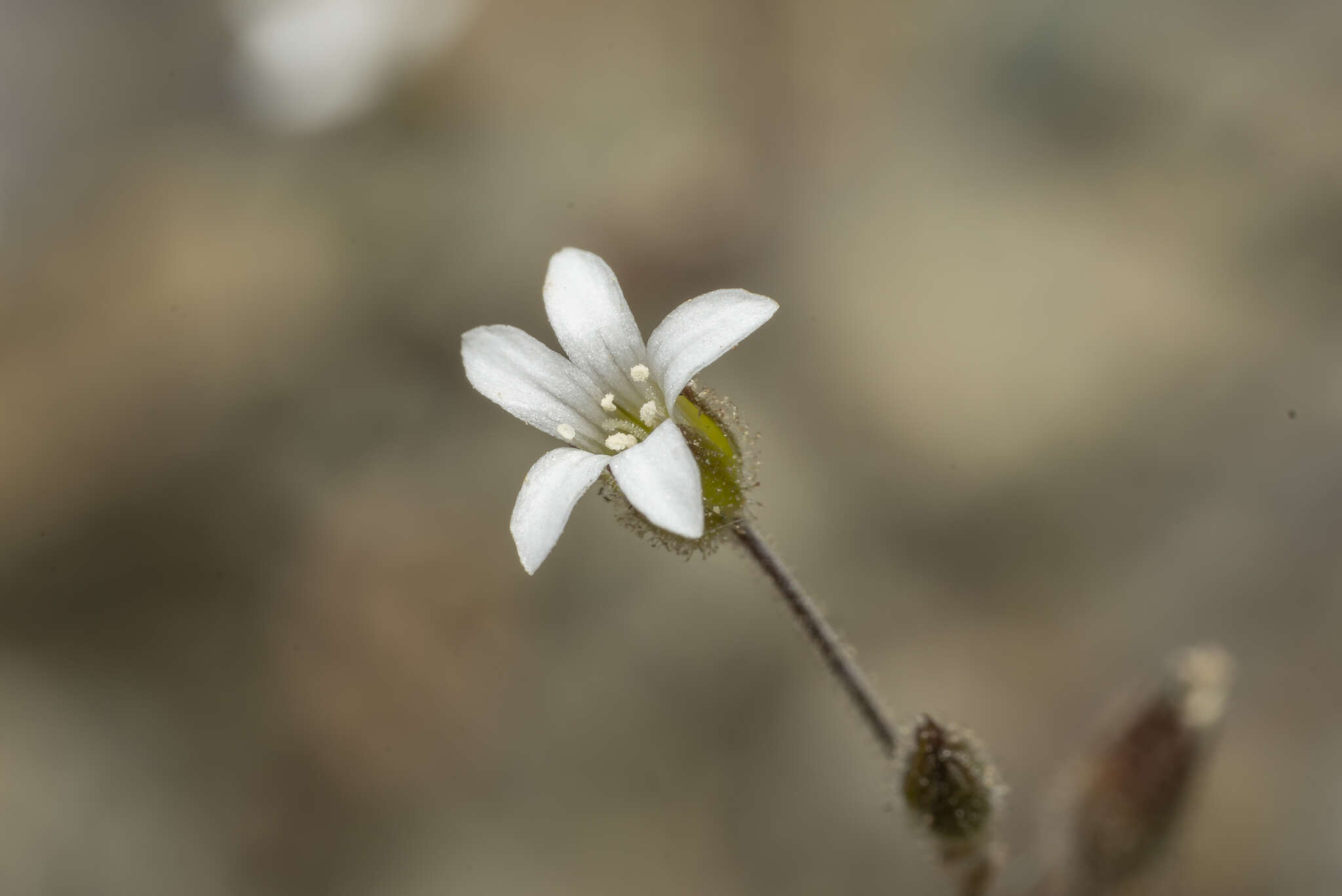 Image of Arenaria rhodia Boiss.