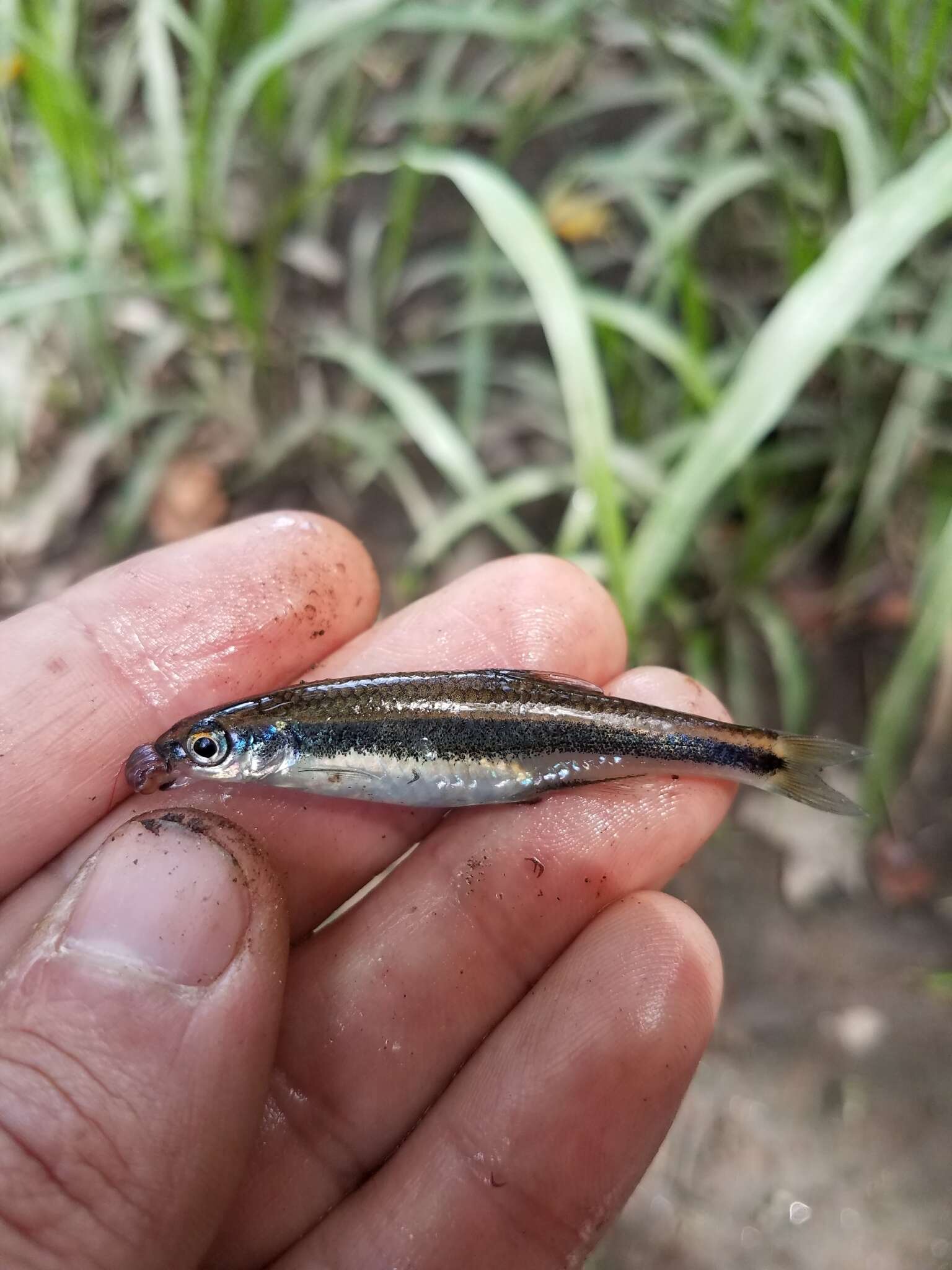 Imagem de Notropis cummingsae Myers 1925