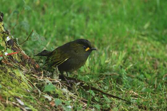 Image of Liocichla Swinhoe 1877