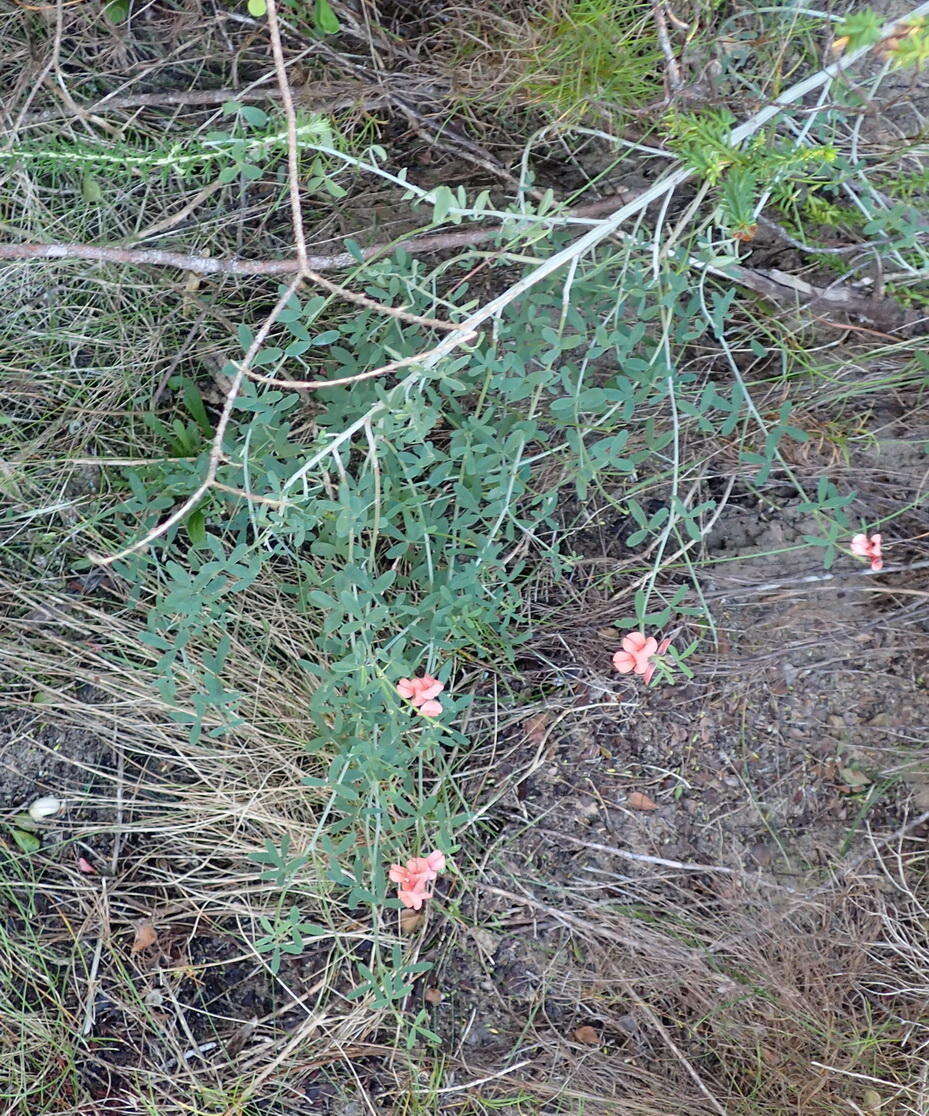 Слика од Indigofera candicans Aiton