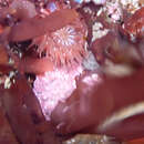 Image of sandy anemone