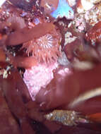 Image of sandy anemone