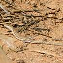 Image of Hadramawt Sand Lizard