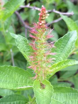 Image de Acalypha phleoides Cav.