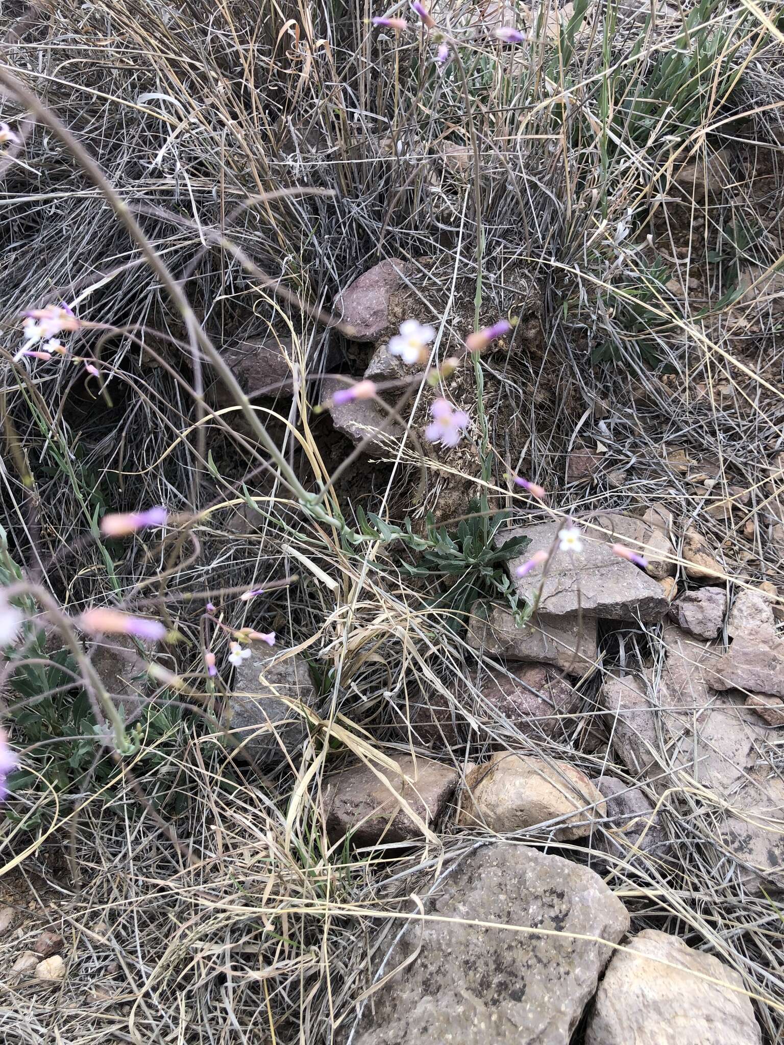 Image of Boechera porphyrea (Wooton & Standl.) Windham, Al-Shehbaz & P. Alexander