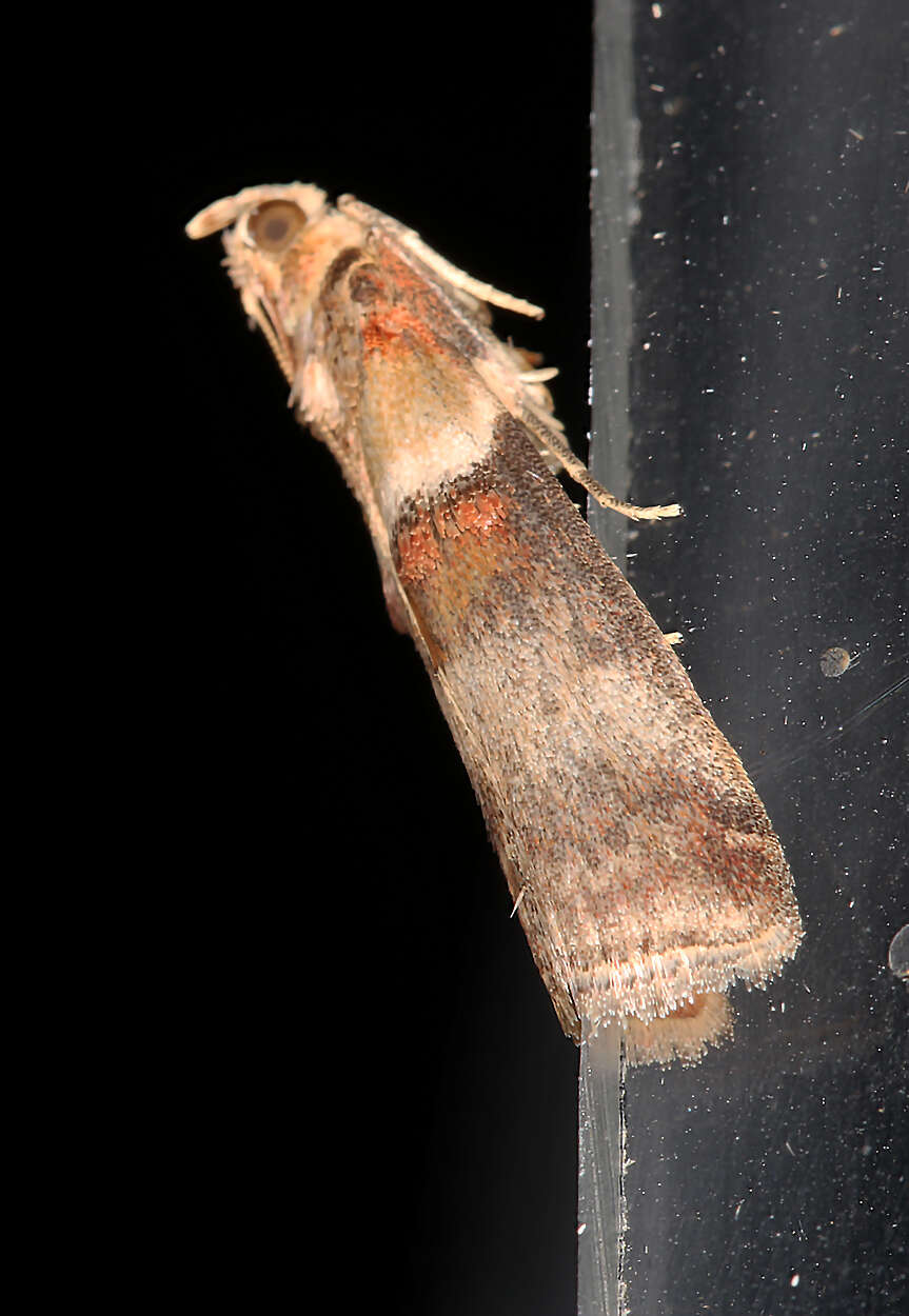 Image of Acrobasis tumidana Schiffermüller 1775