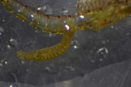 Image of <i>Mysidobdella californiensis</i>