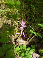 Image of fumitory