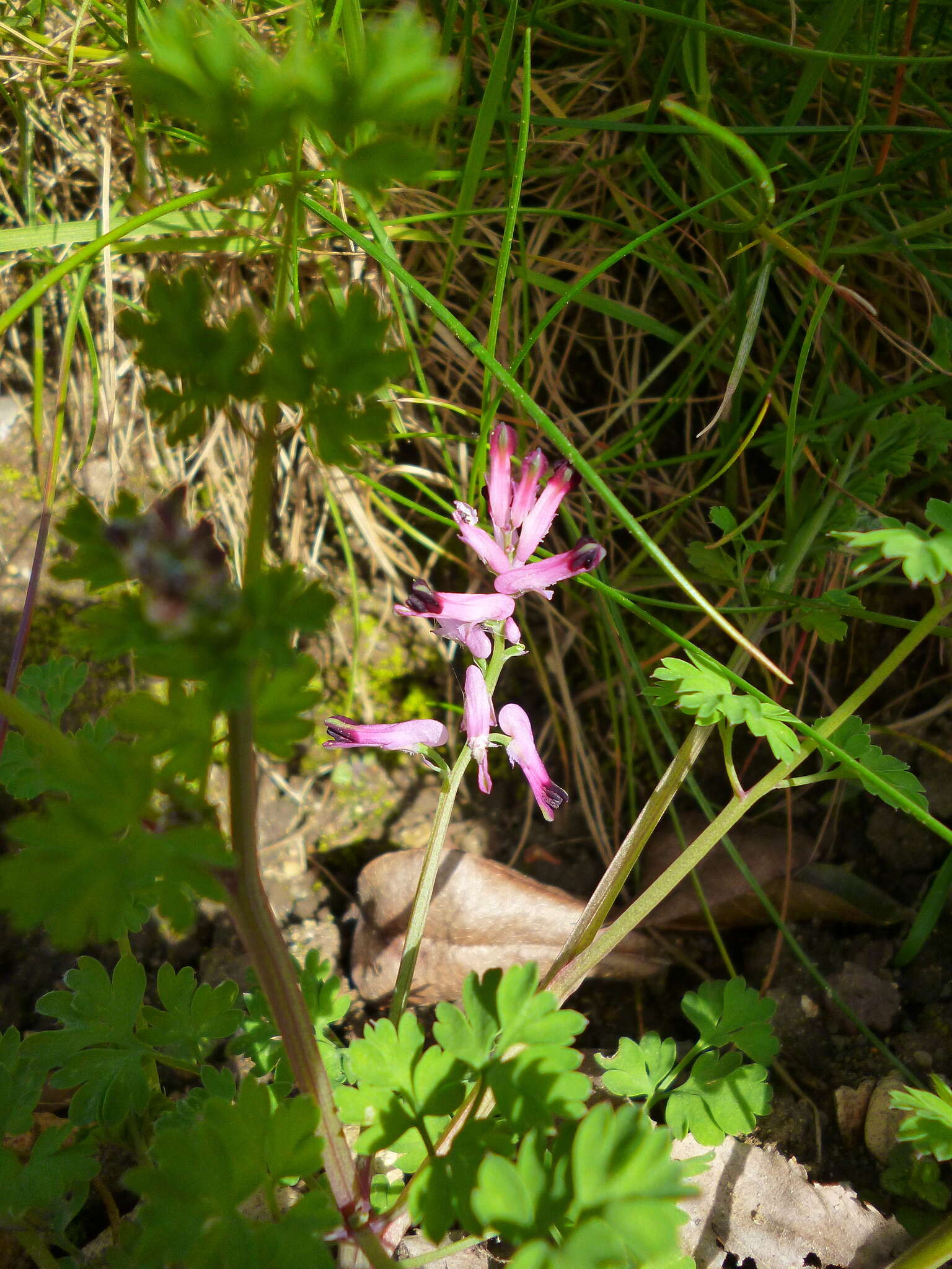 Image of fumitory