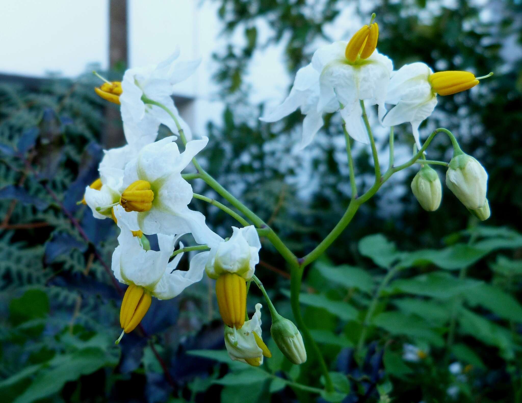 Image of Solanum chacoense Bitter