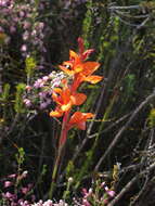 صورة Watsonia stenosiphon L. Bolus