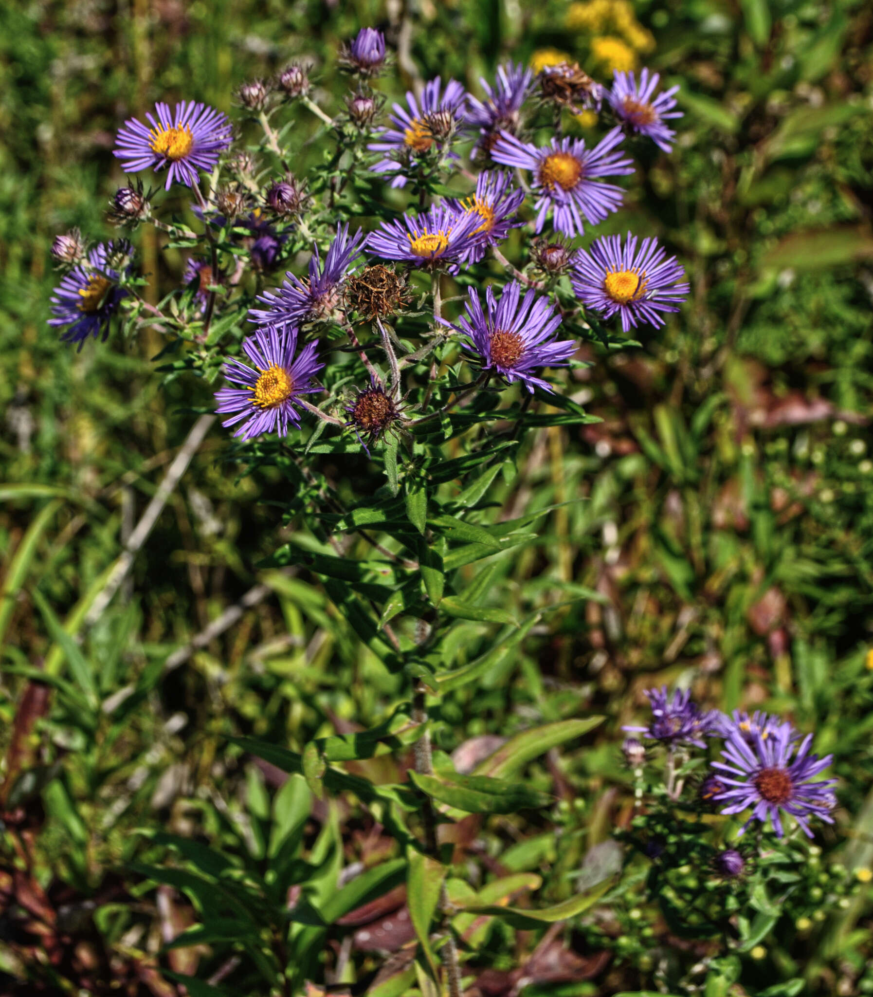 Image of Michaelmas daisy